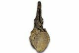 Fossil Sauropod (Apatosaurus) Vertebra - Bone Cabin Quarry #358789-1